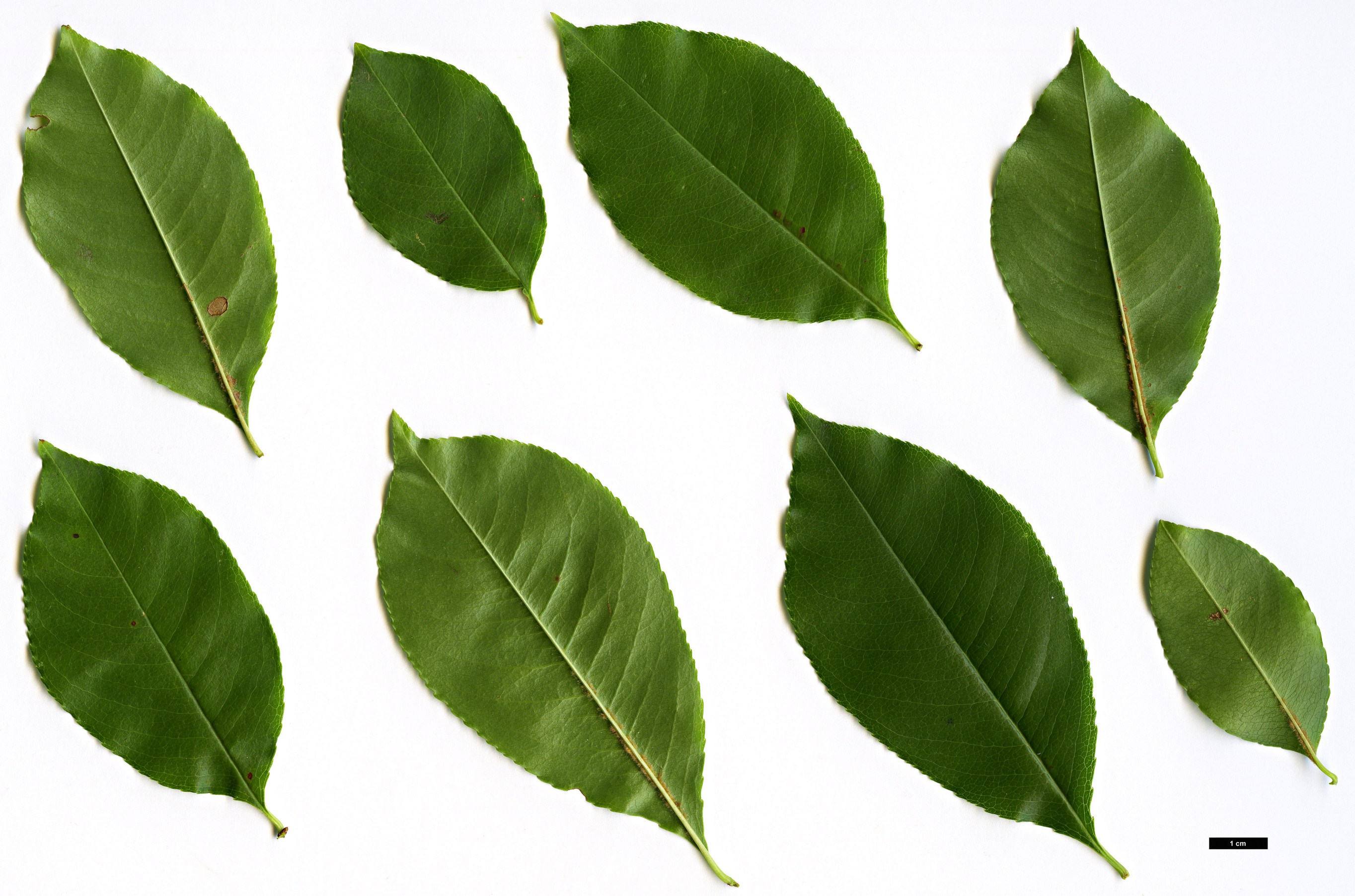 High resolution image: Family: Rosaceae - Genus: Prunus - Taxon: serotina